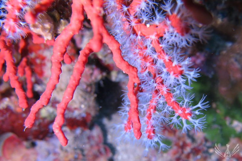 corail rouge à voir sur nos sites de plongée